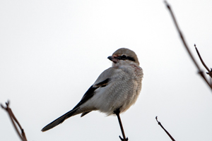 Northern Shrike